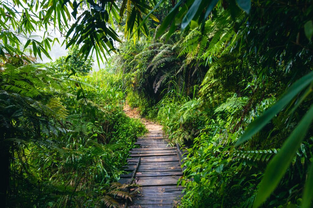 Sinharaja Rainforest Tour
