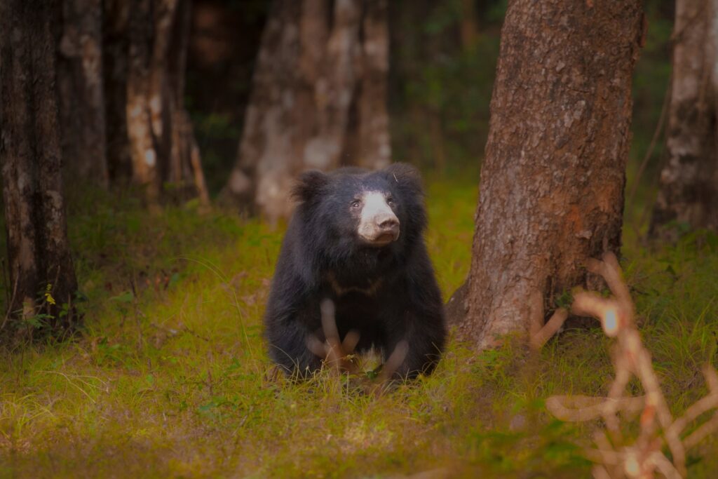 Wilpattu National Park Safari