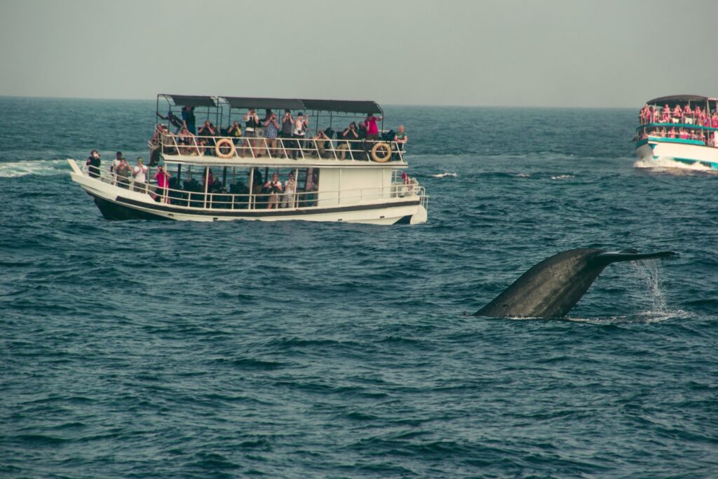Whale and Dolphin Watching in Mirissa